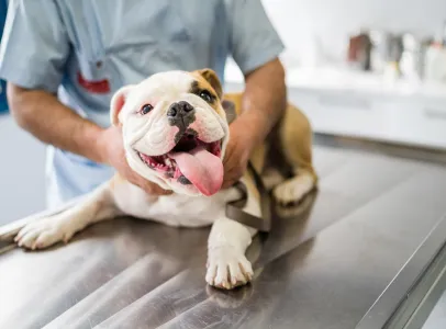 profuits vétérinaire à Saint-Germain-en-Laye dans les Yvelines 78
