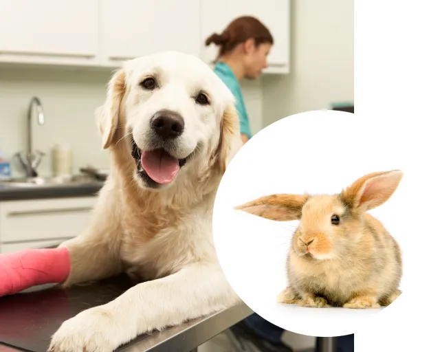 produits veterinaires à Saint-Germain-en-Laye dans les Yvelines 78